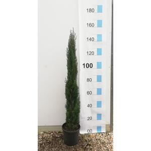 Italian Cypress Tree Cupressus Sempervirens 3.5-4ft Tall in a 10L Pot - Green by Direct Plants