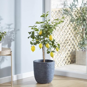 Lemon Citrus Fruit Tree - Yellow / 1 by Thompson & Morgan