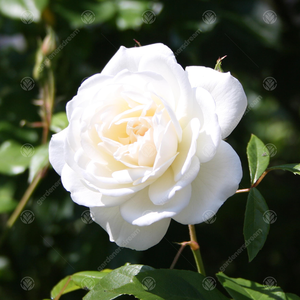 Tin 10th Wedding Anniversary Rose Bush - White by Gardeners Dream