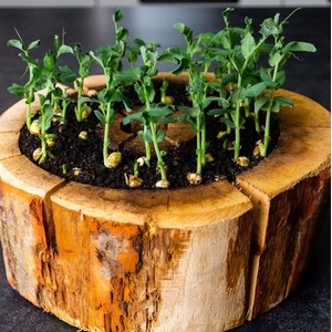 Organic Pod Indoor Gardening Set - Brown
