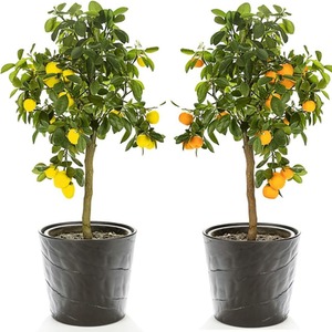 Citrus Fruit Tree Trio Collection - Green by Thompson & Morgan
