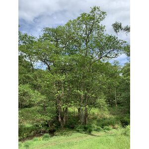 Alder Tree Alnus Glutinosa - Brown / 30-60cm Tall by Cotswold Trees