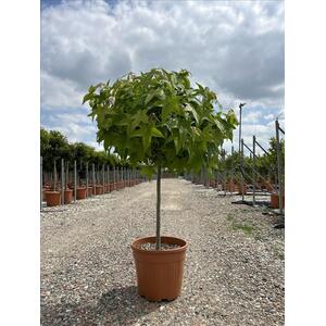 Liquidambar Styraciflua Gum Ball Lollipop Ornamental Tree 100cm - Green by Direct Plants