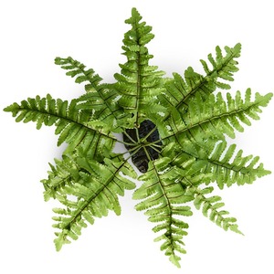 Swell Reptiles Boston Fern Plant - Green by Swell Reptiles