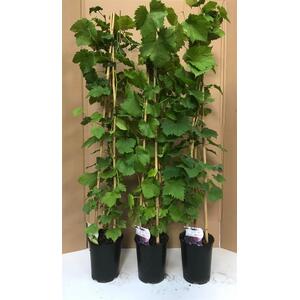 Vitis Boskoop Glory Black Grape Vine Climbing Fruit Plant 3-4ft 3L Pot - black by Direct Plants