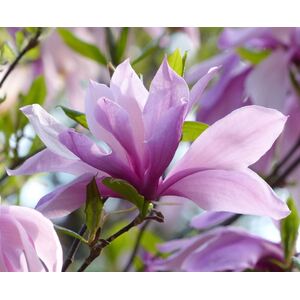 Magnolia Betty Plant 2-3ft Tall in a 3L Pot - Purple by Direct Plants