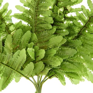 Swell Reptiles Boston Fern Plant - Green by Swell Reptiles