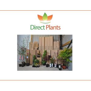 Magnolia Soulangeana Plant Tree 100cm Tall Large in a 3 Litre Pot - Pink by Direct Plants