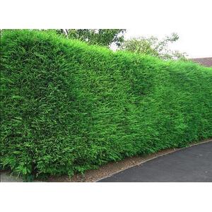 Green Leylandii Cupressocyparis Hedging Trees with Pots - Green by Direct Plants