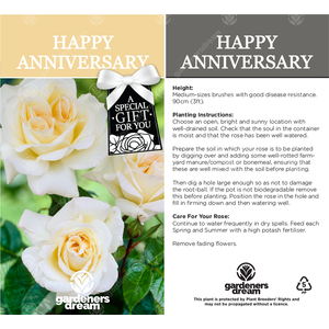 Anniversary Rose Bush - Cream by Gardeners Dream