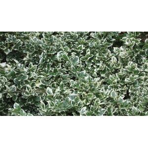 5x Large Euonymus Emerald Gaiety Evergreen Garden Shrubs in 2 Litre Pots - Gold by Direct Plants