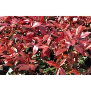 Photinia Red Robin Standard Tree 3ft in a 10 Litre Pot - Green by Direct Plants