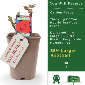 Thinking of You Deep Crimson Hybrid Tea Rose - Crimson by Plants By Post