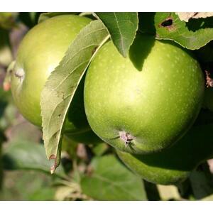 Apple Granny Smith Fruit Tree 6ft, 12L Pot by Directplants - Green by Direct Plants