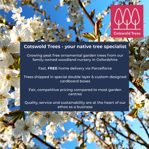 Spindle Tree Euonymus Europaeus by Cotswold Trees