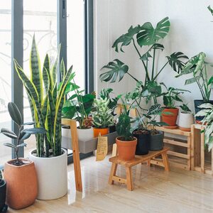 Laeto Your Signature Garden House Plant Compost - White / 20l by Laeto