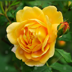Happy Father's Day Rose Bush - Yellow by Gardeners Dream
