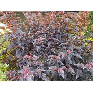 Physocarpus Lady in Red Shrub 3-4ft 3L Pot - Red by Direct Plants