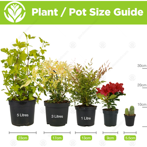 New Born Baby Rose Bush - White by Gardeners Dream