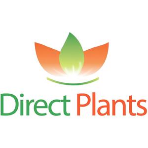 Pyracantha Mohave Red Evergreen Shrub 2-3ft Large Plant Supplied in a 3L Pot - Red by Direct Plants