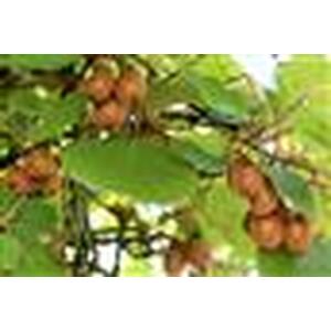 Actinidia Jenny Kiwi Self Fertile Fruit Climbing Plant 3-4ft 3L Pot - green by Direct Plants
