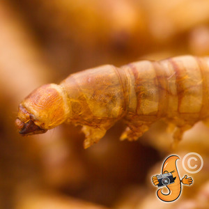 Chubby Dried Mealworms For Wild Birds - Golden by Chubby Mealworms