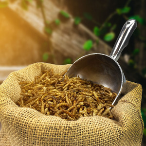 Chubby Dried Mealworms For Wild Birds - Golden by Chubby Mealworms