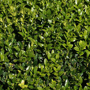 Buxus Sempervirens Evergreen Hedging In 9cm Pots by Gardener's Dream