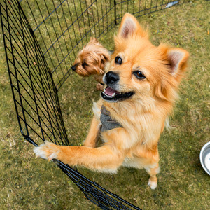 8 Panel Dog Playpen with Door - Black / M by DogCratesPlus