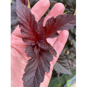 Physocarpus Lady in Red Shrub 3-4ft 3L Pot - Red by Direct Plants