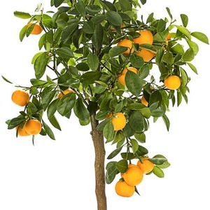 Orange Citrus Fruit Tree by Thompson & Morgan