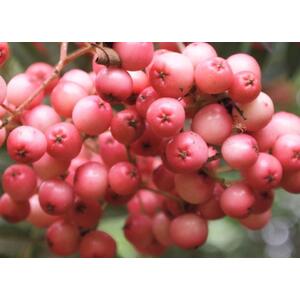 Sorbus Pink Kirsten Mountain Ash Tree 5-6ft 7.5L Pot - pink by Direct Plants