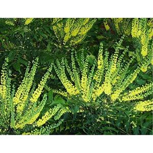 Mahonia Media Winter Sun 50-60cm 3L Pot - Green by Direct Plants
