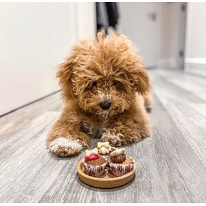 Pack of 3 Mini Woofins - Iced by The Barking Bakery