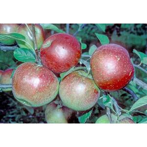 Apple Laxtons Superb Fruit Tree 6ft, 12L Pot by Directplants - Red by Direct Plants