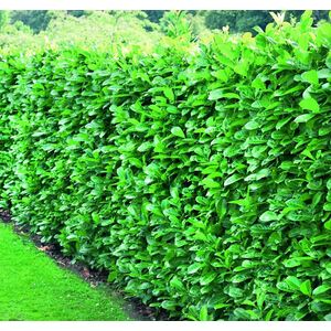Cherry Laurel Evergreen Hedging Plants Large 3-4ft in 3 Litre Pots - Green / 3 by Direct Plants