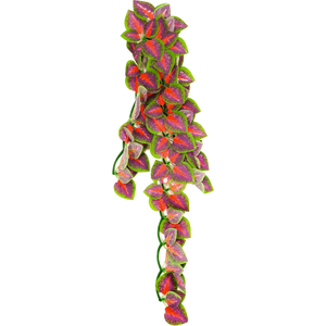 Swell Reptiles Tricolour Plant by Swell Reptiles