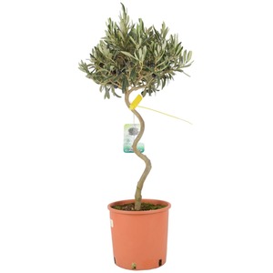 Spiral Olive Tree 80-90cm Mediterranean Patio Plant - Green by Plants By Post