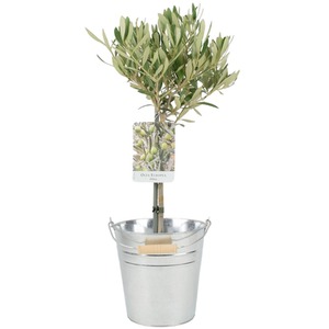 Small Olive Tree 50-60cm Mediterranean Patio Plant in Zinc Pail - Green by Plants By Post