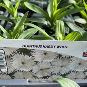 Dianthus White - 12 Plants, Perennial Garden Flowers, Easy to Grow - Pure White by Plants By Post