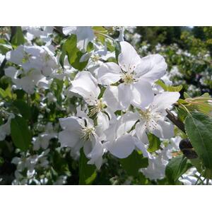 Malus John Downie Crab Apple Fruit Tree 6ft, 12L Pot by Directplants - Red by Direct Plants