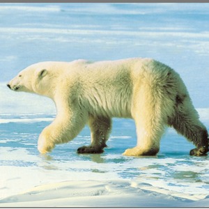 Animal Torch and Projector - Blue by JBL Global