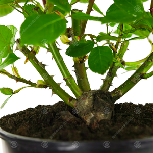 New Born Baby Rose Bush - White by Gardeners Dream