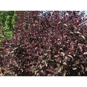 Prunus Nigra Cistena Patio Flowering Tree 3-4ft 7.5L Pot - Pink by Direct Plants