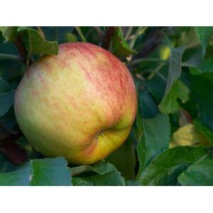 Apple Cobra Fruit Tree 6ft, 12L Pot by Directplants - Yellow by Direct Plants