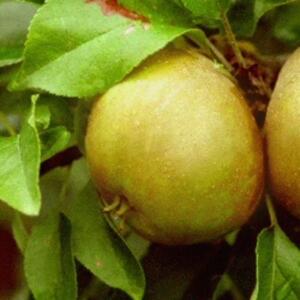 Apple Egremont Russet Fruit Tree 6ft, 12L Pot by Directplants - Green by Direct Plants