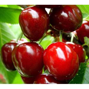 Cherry Sunburst Fruit Tree 6ft, 12L Pot by Directplants - Red by Direct Plants