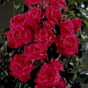 Rose Birthday Wishes 5.5L Pot Orange Red Patio Rose for Birthdays Gift - Orange-Red by Plants By Post