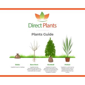 Pyracantha Mohave Red Evergreen Shrub 2-3ft Large Plant Supplied in a 3L Pot - Red by Direct Plants