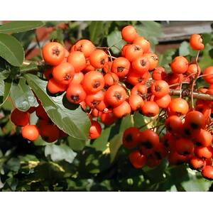 Pyracantha Orange Glow Shrub 2-3ft Large Supplied in a 3 Litre Pot - Red by Direct Plants